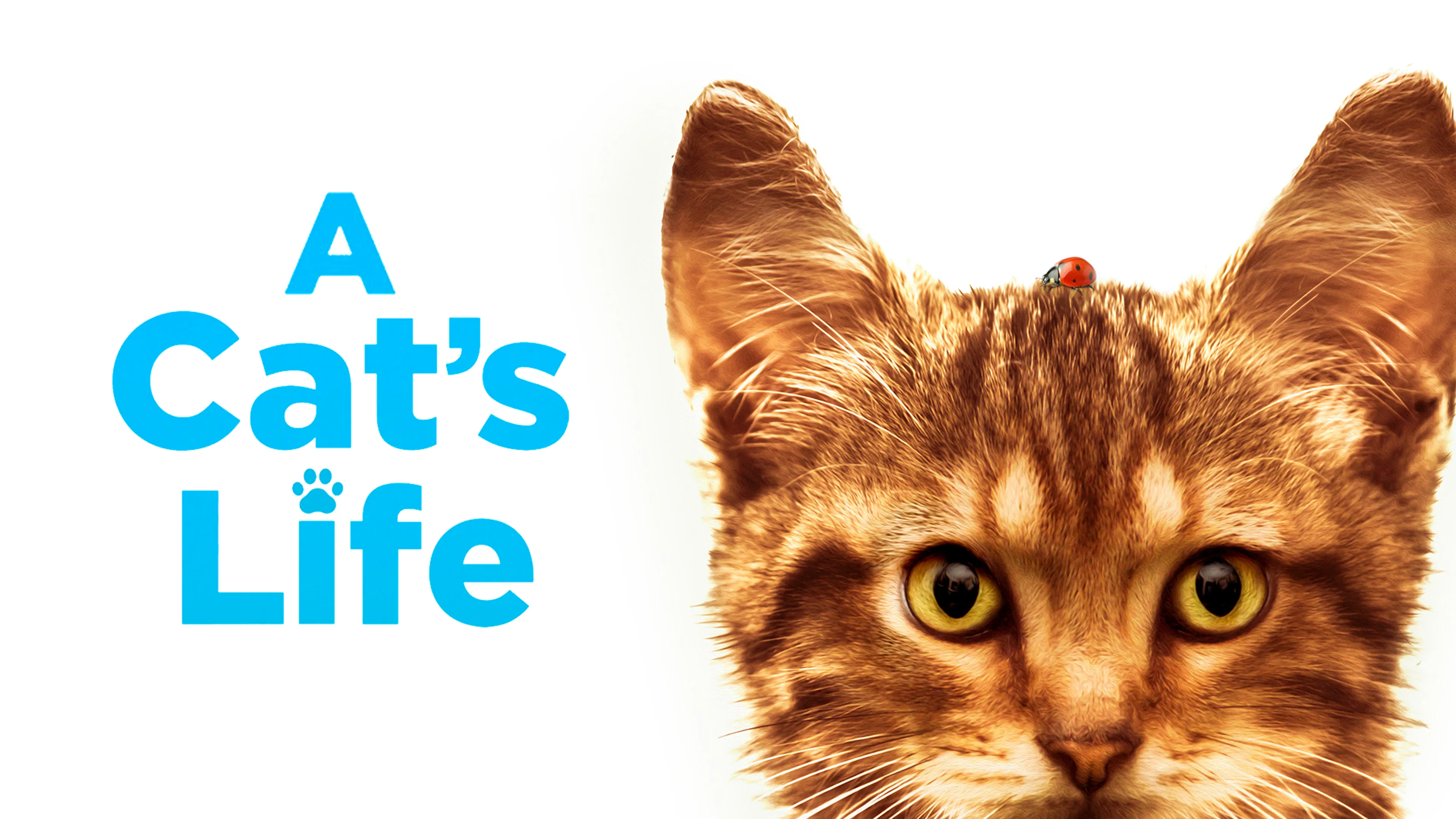 A Cat's Life poster
